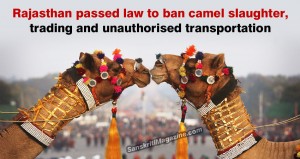rajasthan-camel-slaughter