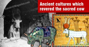 Ancient cultures which revered the sacred cow