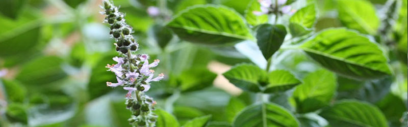 swallowing tusli leaves