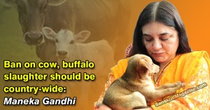 Ban on cow, buffalo slaughter should be country-wide: Maneka Gandhi