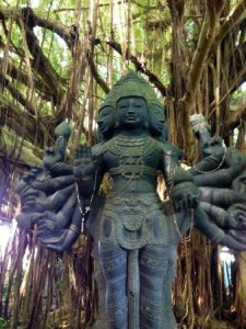 banyan tree