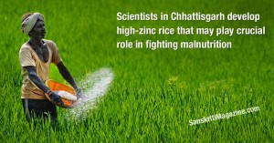 Scientists in Chhattisgarh develop high-zinc rice that may play crucial role in fighting malnutrition