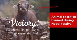 Animal sacrifice banned during Nepal festival