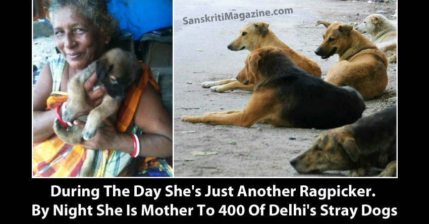 mothers-of-dog