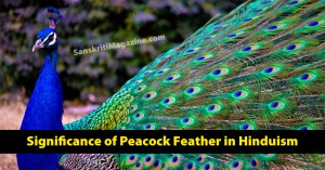 Significance of Peacock Feather in Hinduism