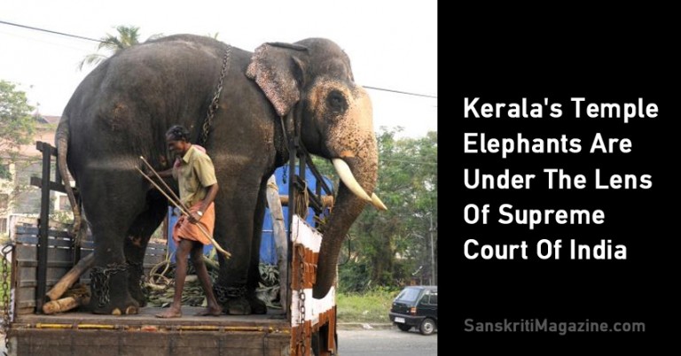 Kerala Temple Elephants Are Under The Lens Of Supreme Court Of India
