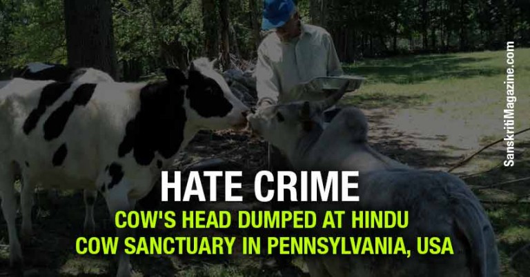 hate-crime---cow-head