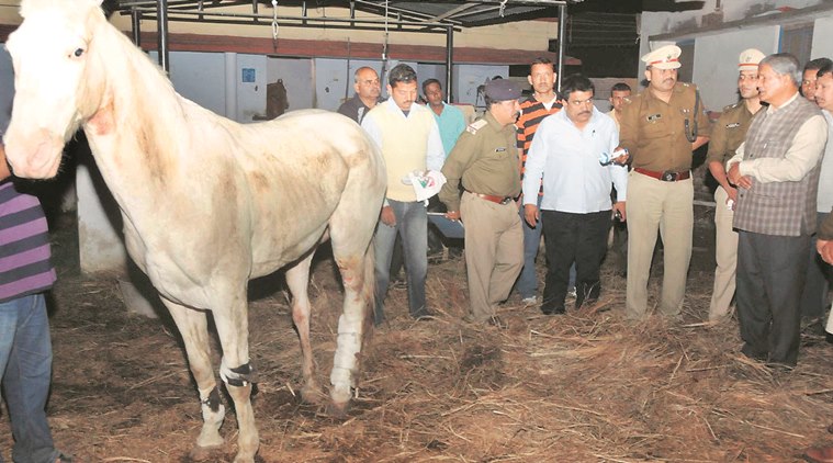 Uttarakhand CM Harish Rawat checks on the horse’s condition, Tuesday. 