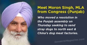 Send stray dogs to north east, China