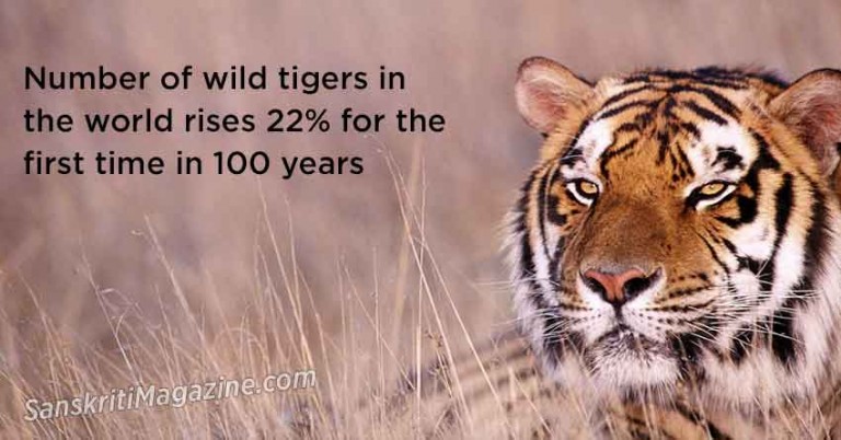 Number-of-wild-tigers-in-the-world-rises-22%-for-the-first-time-in-100-years