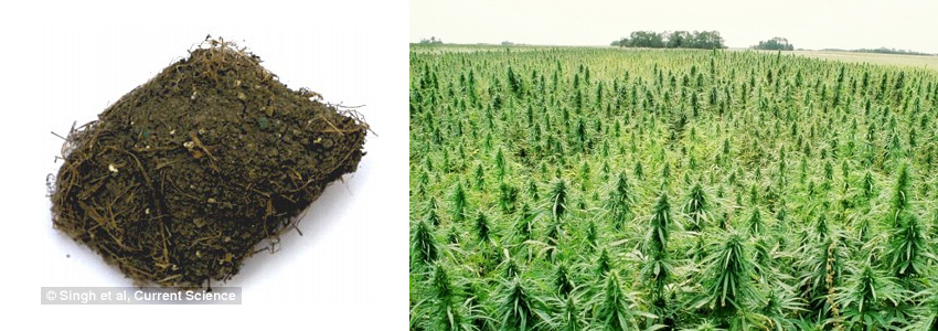 The pair collected a sample of plaster from Cave 12 of the complex and isolated cannabis sativa, or ganja, before examining it under a scanning electron microscope. A small piece of plaster showing cannabis satvia fibres is shown left and a stock image of a field of cannabis plants (right)