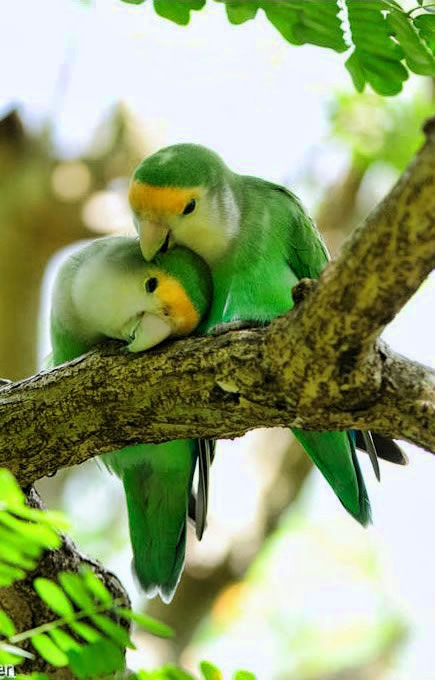 love_birds