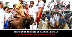 Crimson is the soil of Kannur – crimson with the blood of a Calf