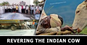 Revering-the-Indian-Cow