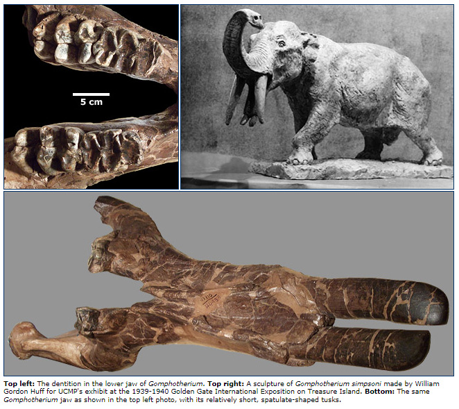 Gomphotheres