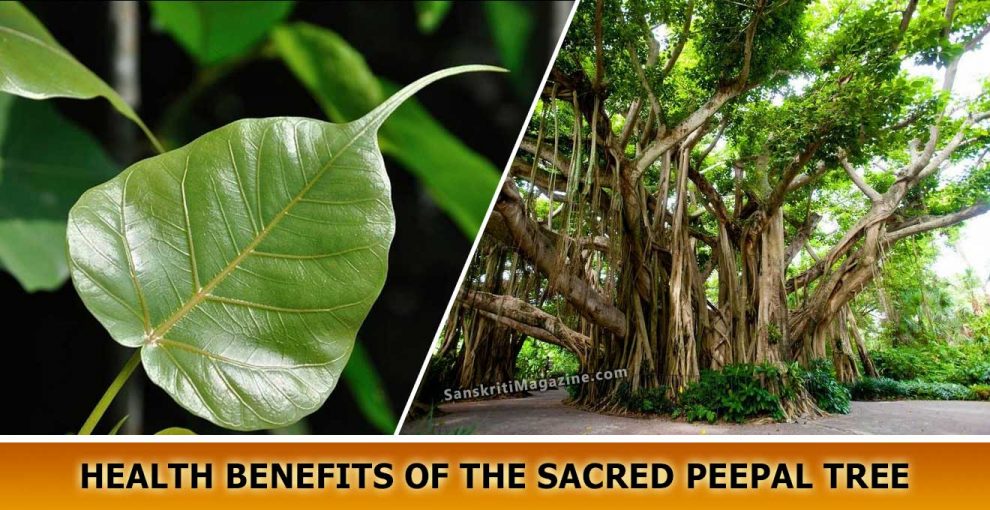 Health Benefits of the sacred Peepal Tree