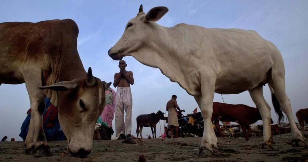 rajasthan cow smuggler