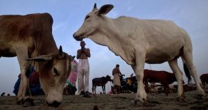 rajasthan cow smuggler
