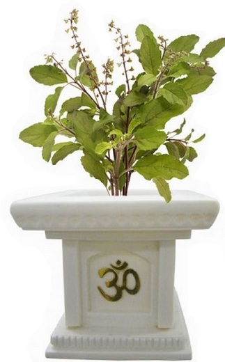 tulsi